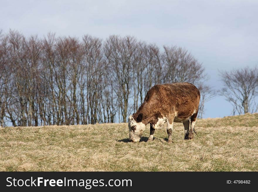 Cow grazing in a filed near Strathbeg Loch, Scotland