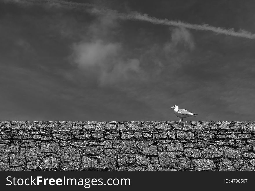 Black and white photograph of a seagull sitting on a seawall. Black and white photograph of a seagull sitting on a seawall