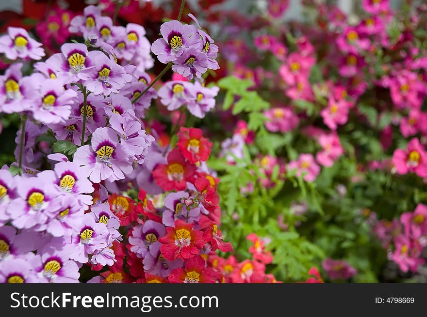 Colourful floral display of dwarf Schizanthus
