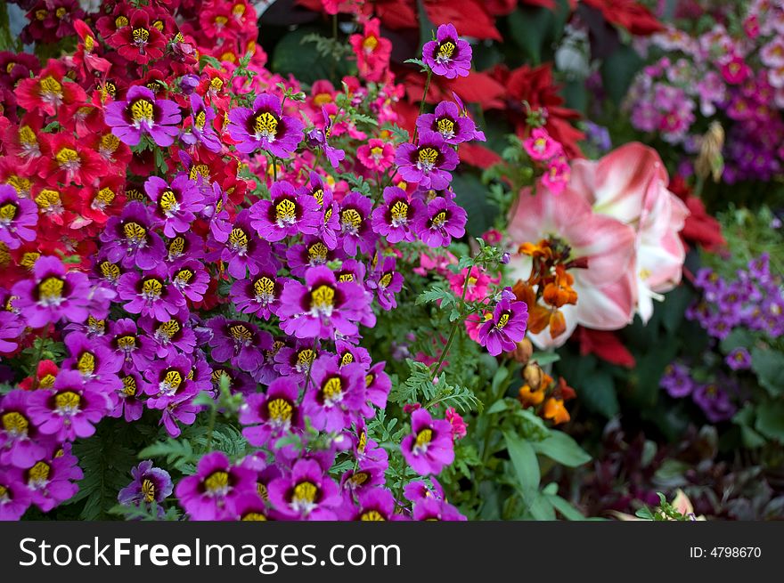 Colourful floral display of dwarf Schizanthus. Colourful floral display of dwarf Schizanthus
