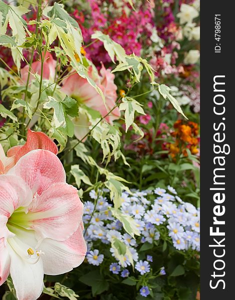 Colourful display of mixed flowers including amaryllis and blue brachycome daisies. Colourful display of mixed flowers including amaryllis and blue brachycome daisies