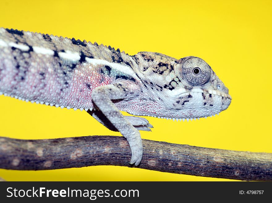 Male young panther chameleon fucifer pardalis on a branch