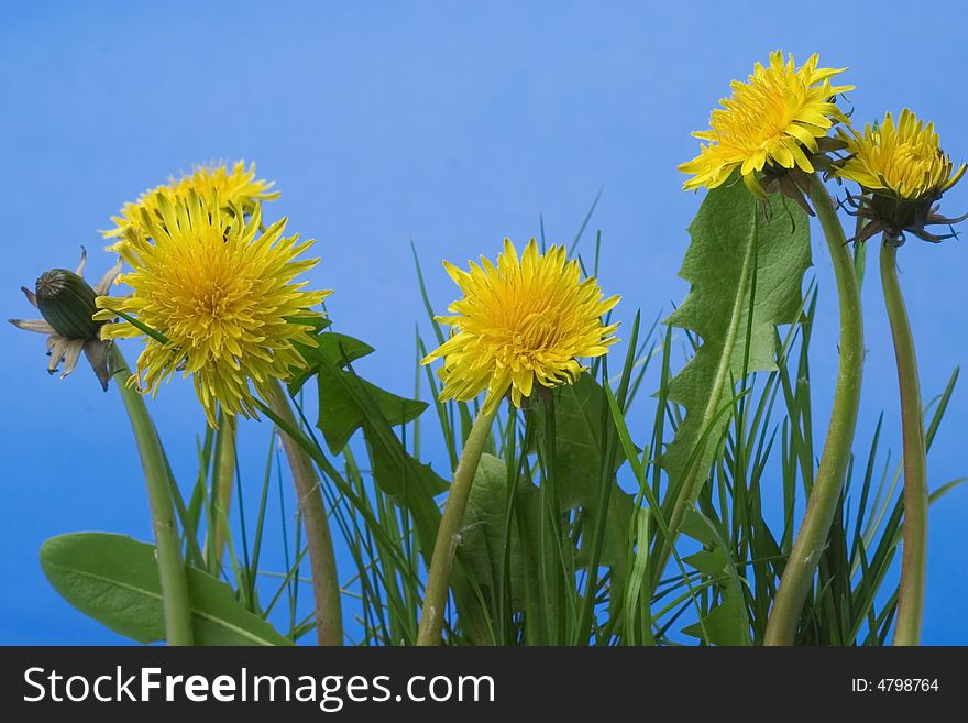 Yellow dandelions in grass isolated on blue background
