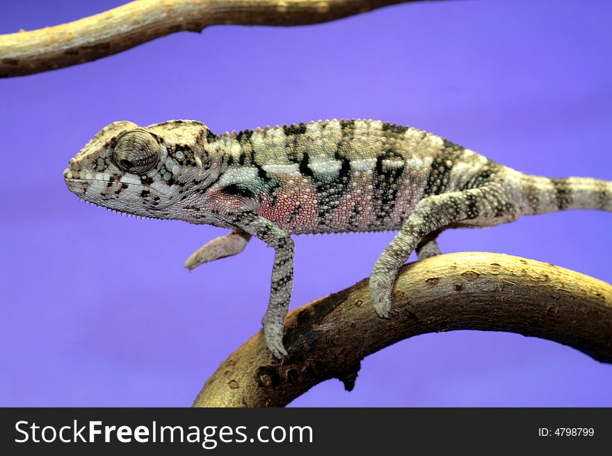 Male young panther chameleon fucifer pardalis on a branch