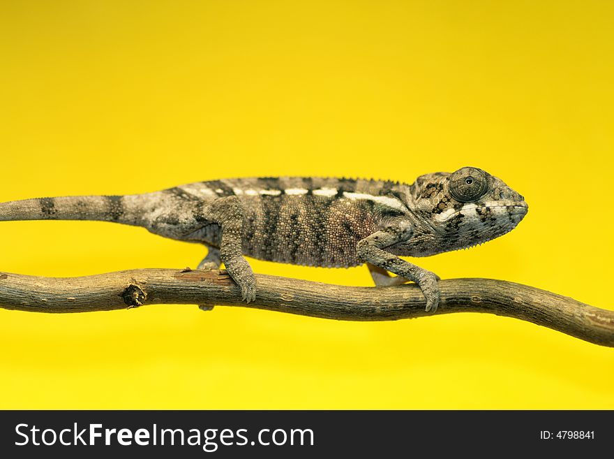 Male young panther chameleon fucifer pardalis on a branch