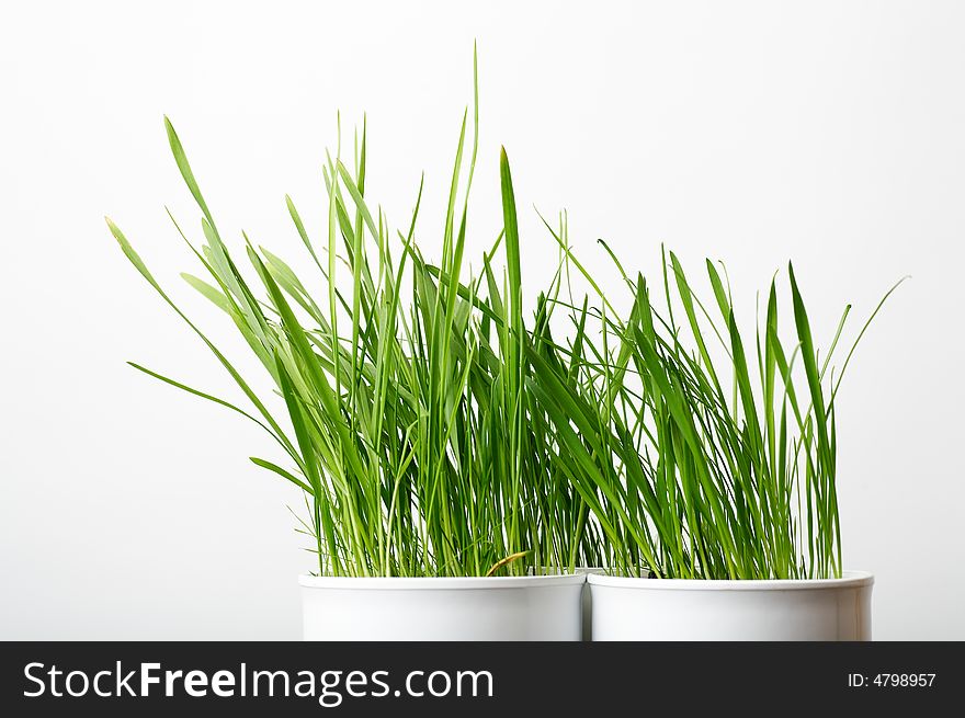 Green grass in the white pot, shallow DOF