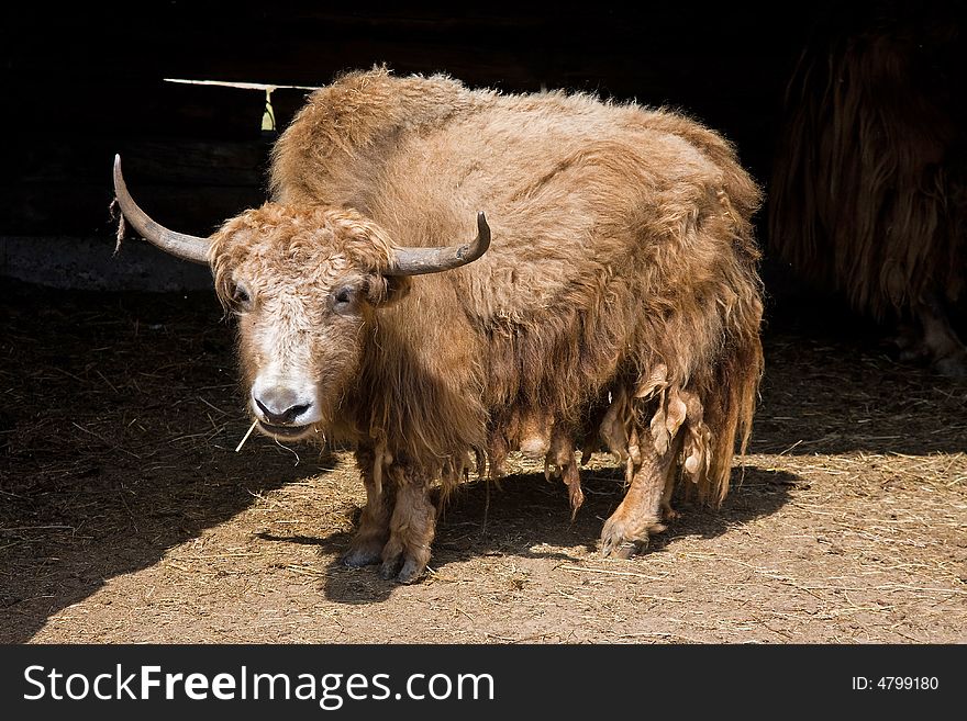 A old single buffalo in the skopje zoo in macedonia