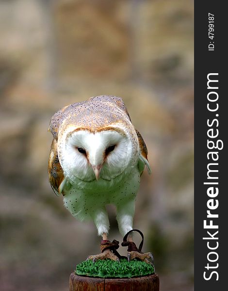 Barn Owl on a perch