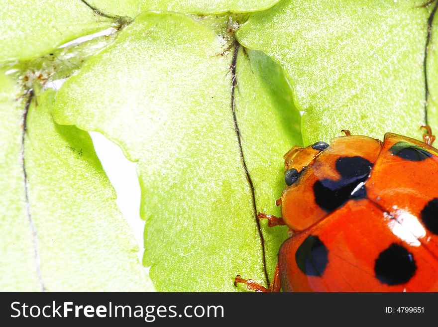 Cute Ladybug