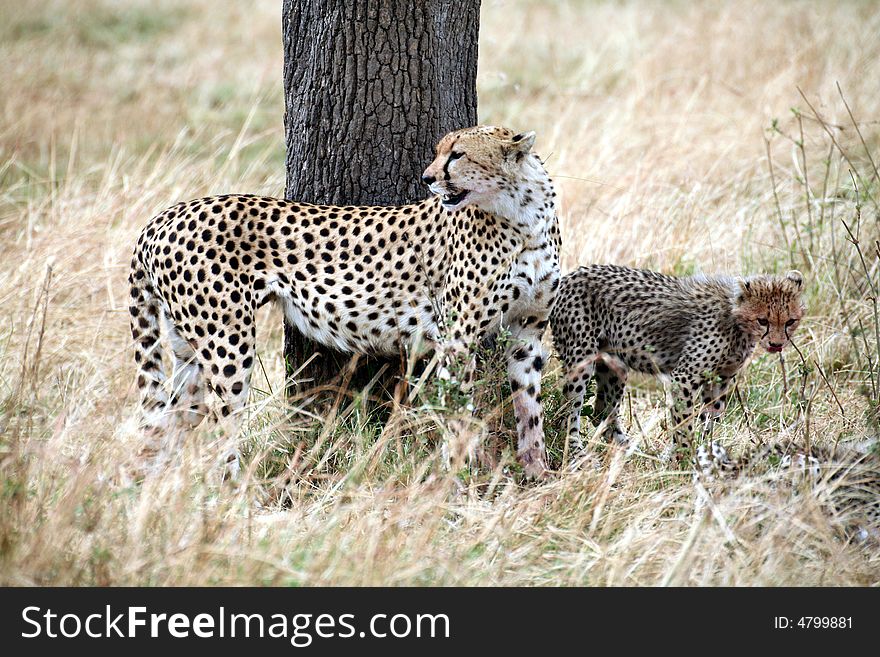 A watchful cheetah with cubs after a kill in the Masai Mara Reserve in Kenya