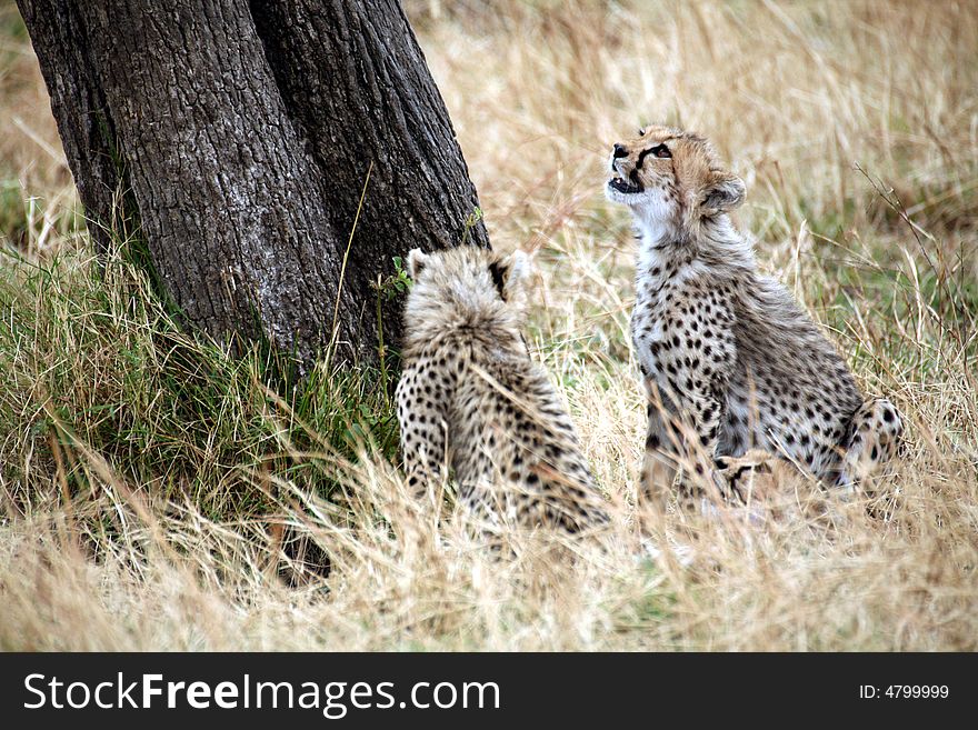 Cheetah cubs looking up a tree in the Masai Mara Reserve in Kenya
