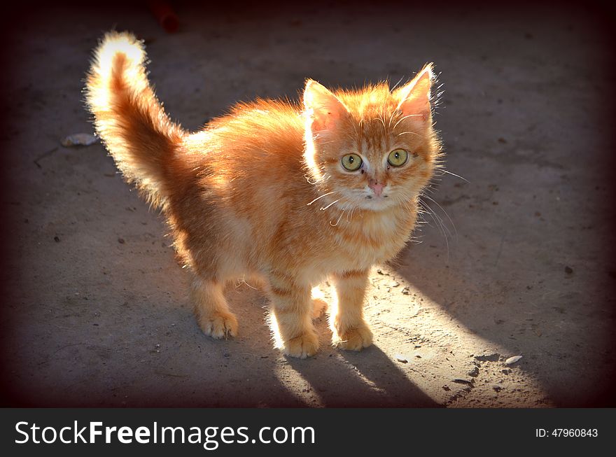 Beautiful and little, ginger kitten