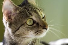 Watching Cat Royalty Free Stock Image Watching Cat Royalty Free Stock Image