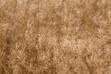 Grasses Royalty Free Stock Photography Grasses Royalty Free Stock Photography
