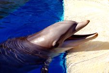 Dolphin Royalty Free Stock Images