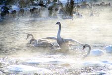 River And Swan Royalty Free Stock Images River And Swan Royalty Free Stock Images
