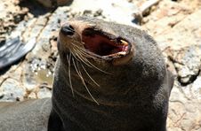 Yawning Fur Seal In The Sun Royalty Free Stock Photography