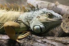 Green Iguana Royalty Free Stock Photos