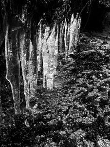 Icicles Stock Image