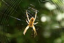 Spider And Web Stock Images