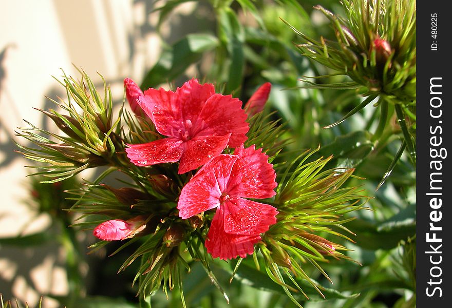 Tiny Red Flowers