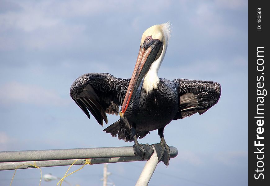 Pelican on boat railing