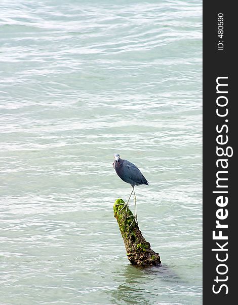 Great Blue Heron standing on protruding branch in river