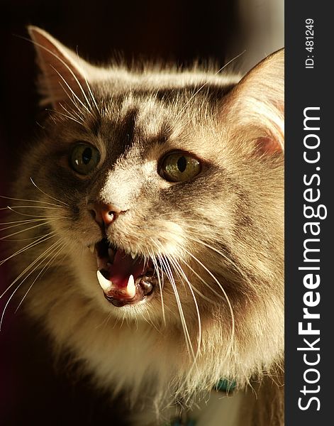 Attack Cat - Free Stock Images & Photos - 481249 | StockFreeImages.com