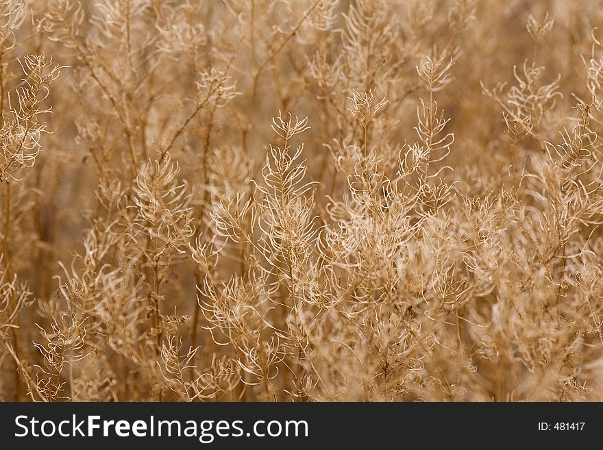 Brown grasses filling the frame with texture and pattern