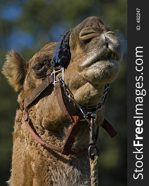 Camel (Camelus dromedarius) looks down at viewer. Camel (Camelus dromedarius) looks down at viewer