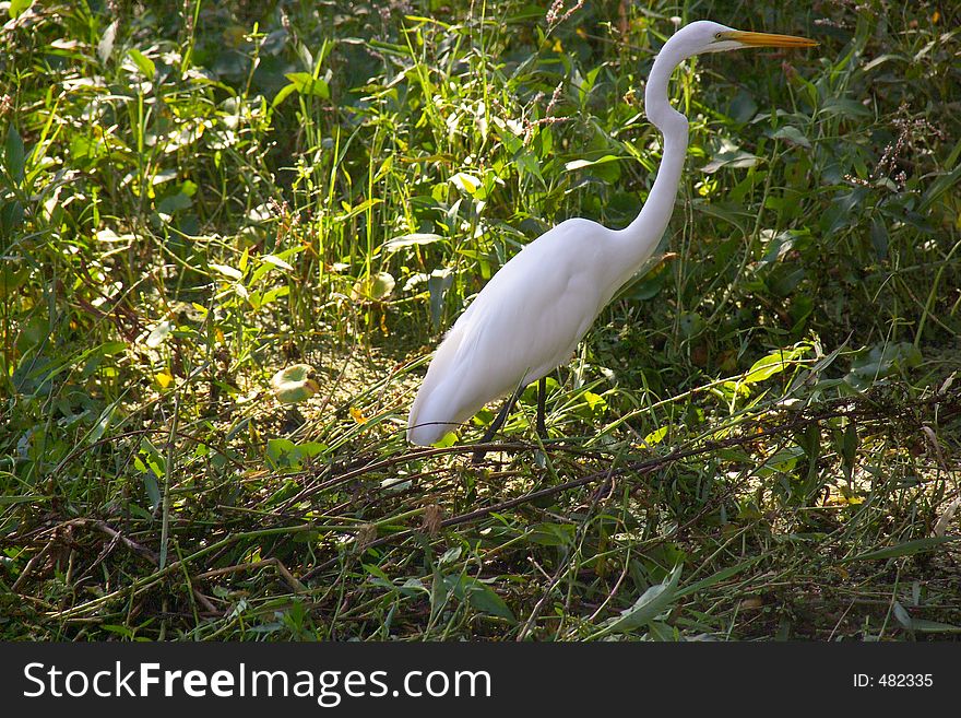 Mature Crooked neck egret in weeds on the St. Johns River near DeLand, Florida in October of 2005. 1/180, f/9.5, 200 mm. Kodak DCS Pro N.
