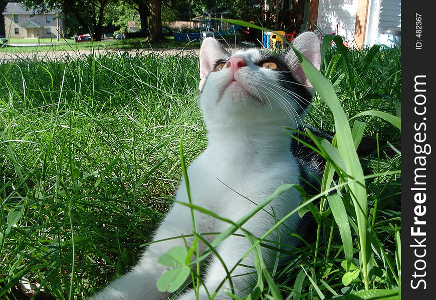 Kitten in the grass looking towards the sky. Kitten in the grass looking towards the sky