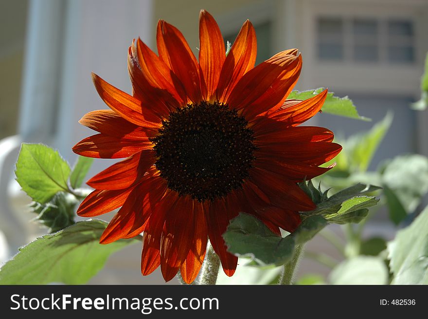 Dark Red sunflower