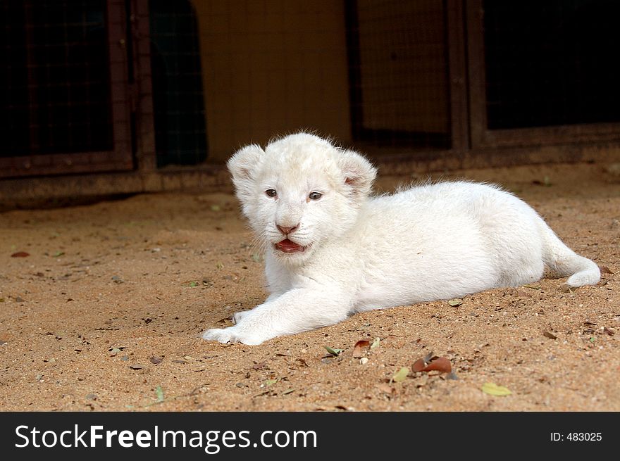 The very rare white lion. The very rare white lion