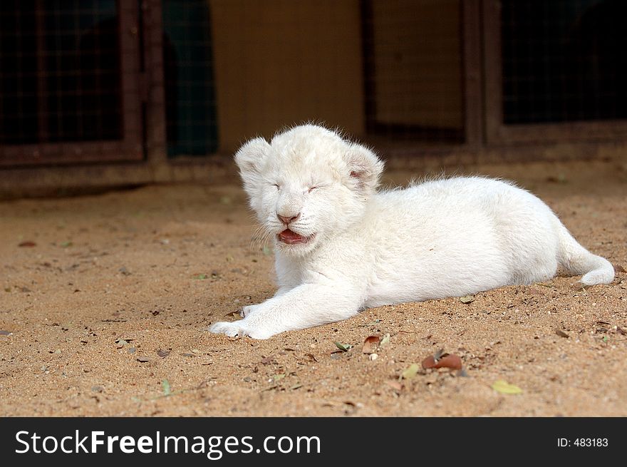 The very rare white lion. The very rare white lion