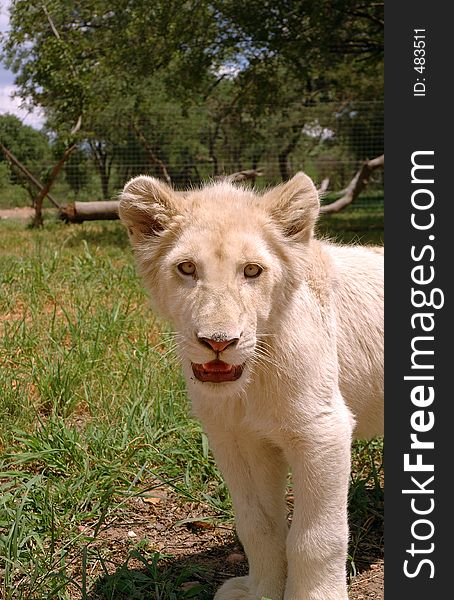 The very rare white lion