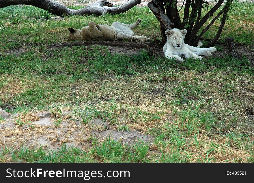 The very rare white lion