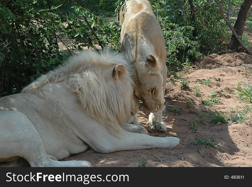 The very rare white lion