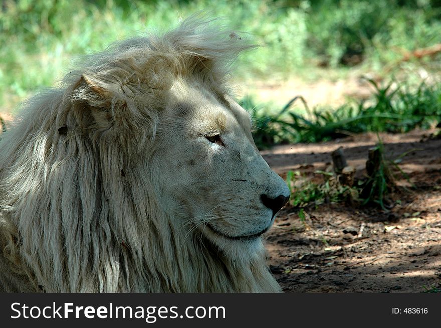 The very rare white lion