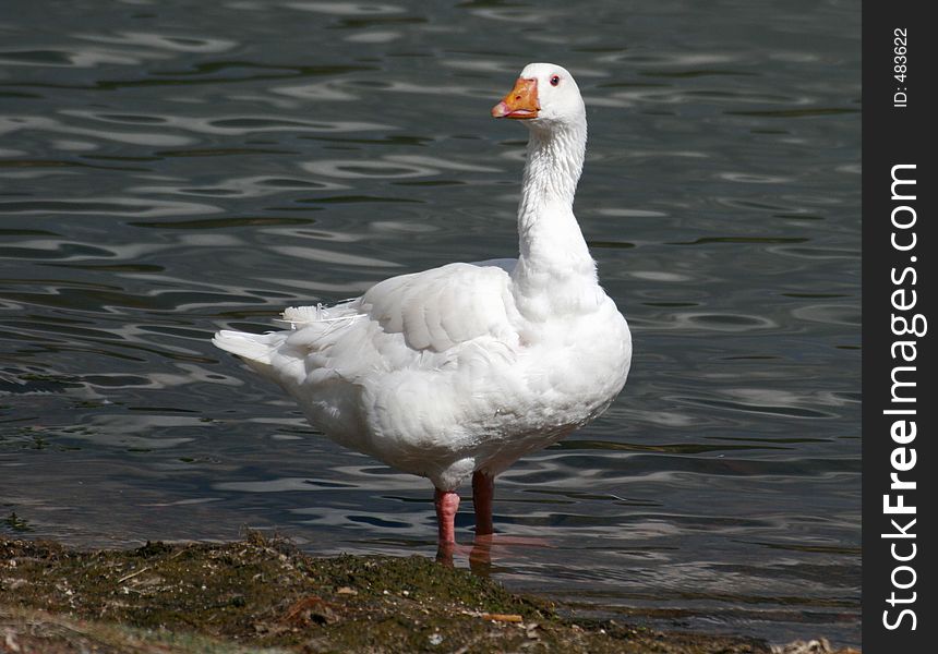 White Goose. White Goose