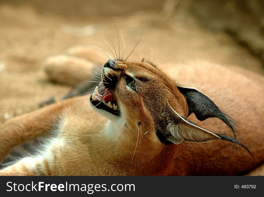 Caracal with mouth open