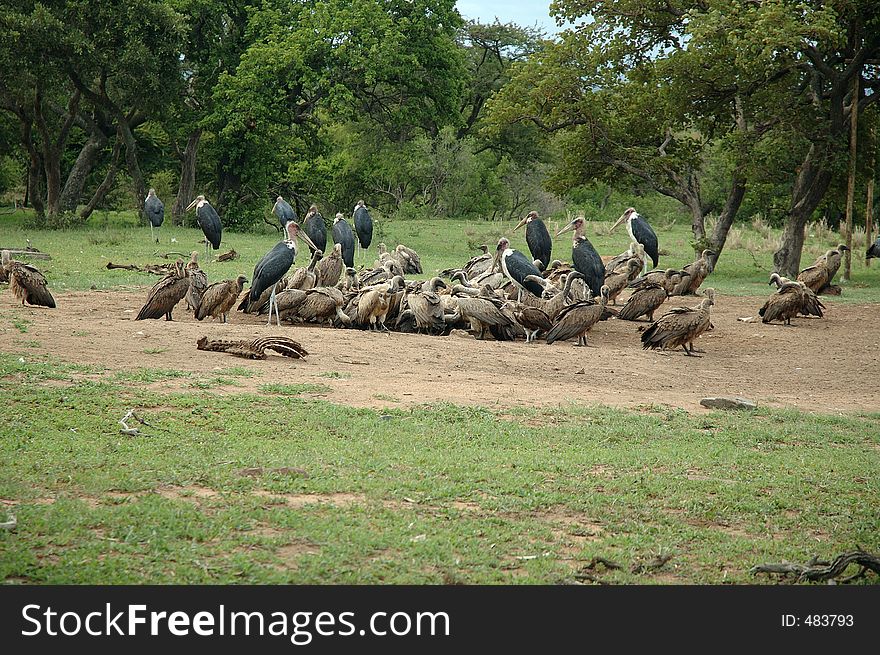 Vultures on a carcas