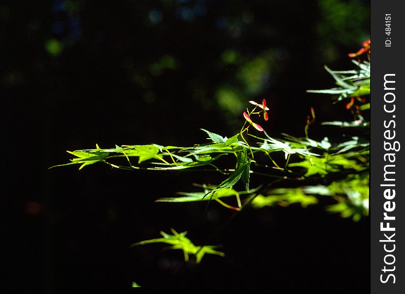 Green Leaf