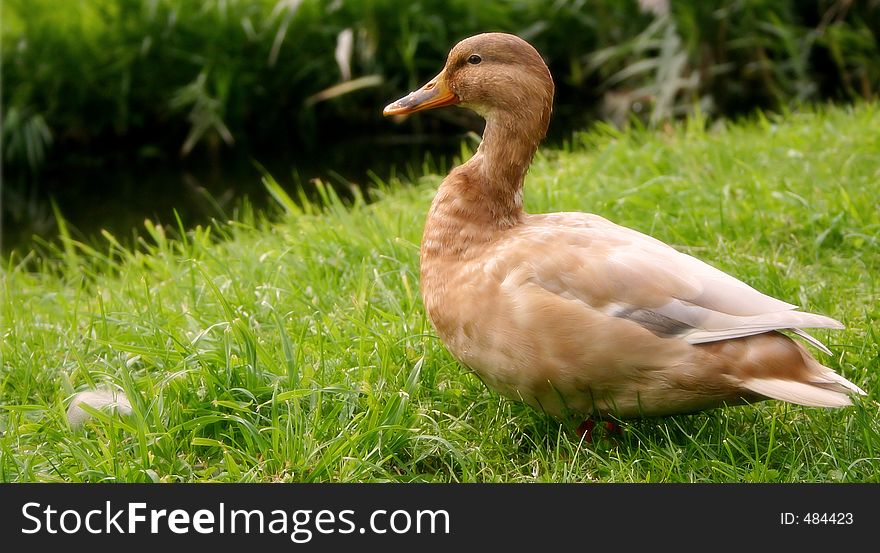 Brown duck standing on grass field