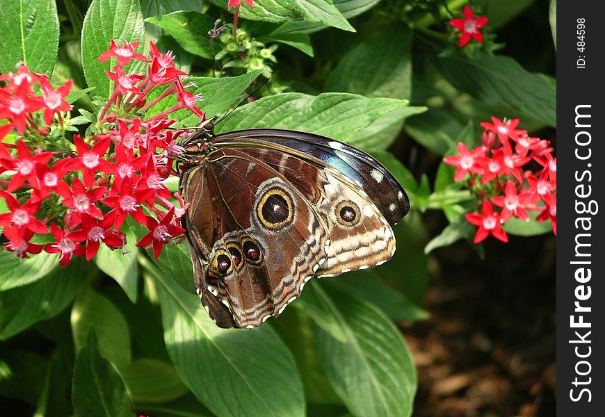 This picture was taken if the Batterfly Garden of the San Antonio zoo. This picture was taken if the Batterfly Garden of the San Antonio zoo