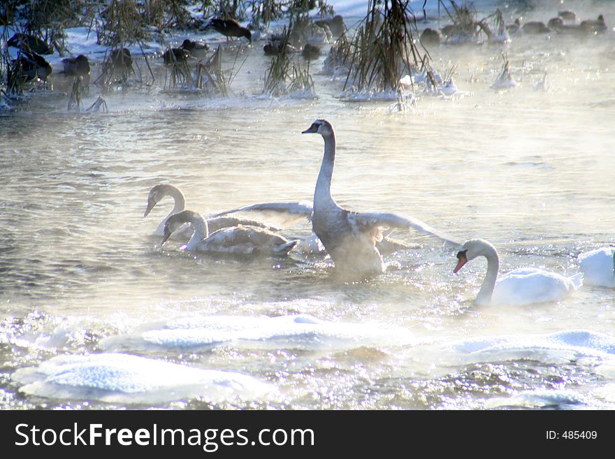 River and swan in winter