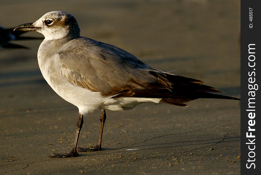 Gull at Acapulco bay, Mexico