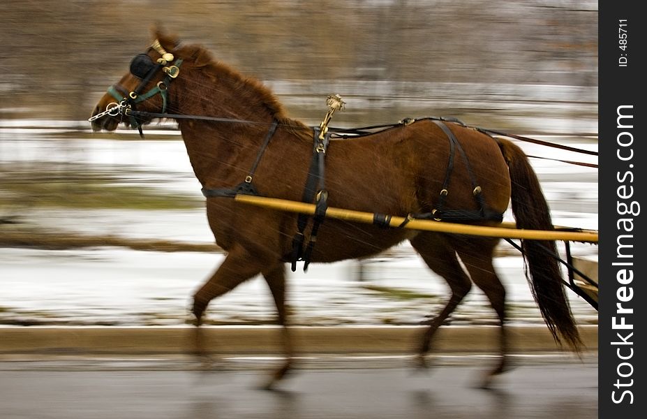 Chestnut horse pulling buggy in snow - motion blur. Chestnut horse pulling buggy in snow - motion blur