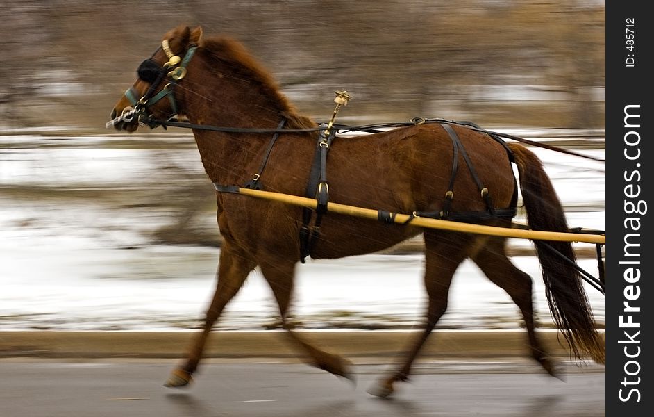 Chestnut horse pulling buggy in snow - motion blur. Chestnut horse pulling buggy in snow - motion blur