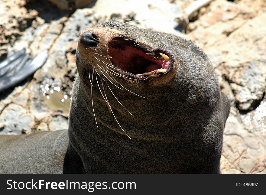 New Zealand fur seal (Kekeno) yawning in the midday sun. New Zealand fur seal (Kekeno) yawning in the midday sun